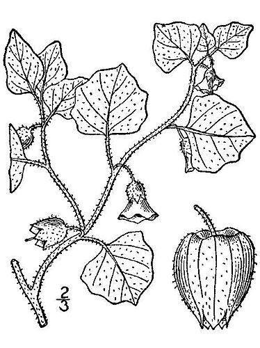 Physalis hederifolia